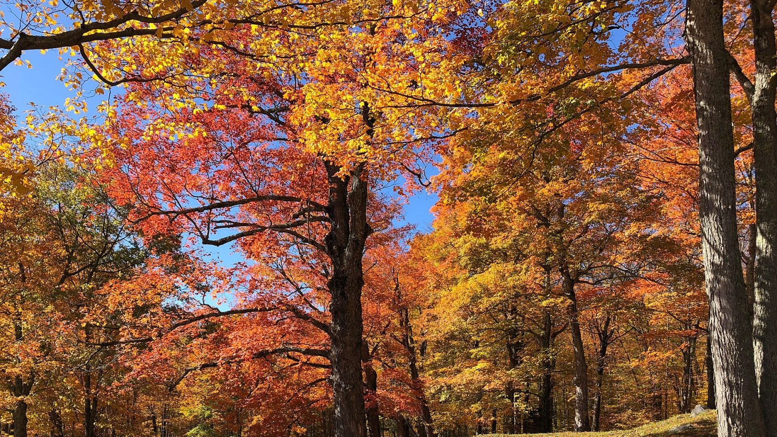 Autumn forest path
