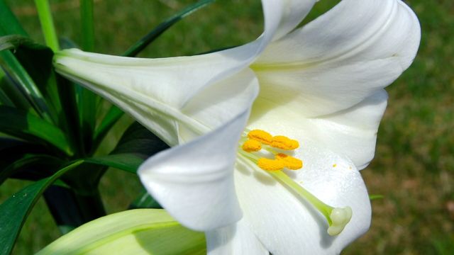 Lily