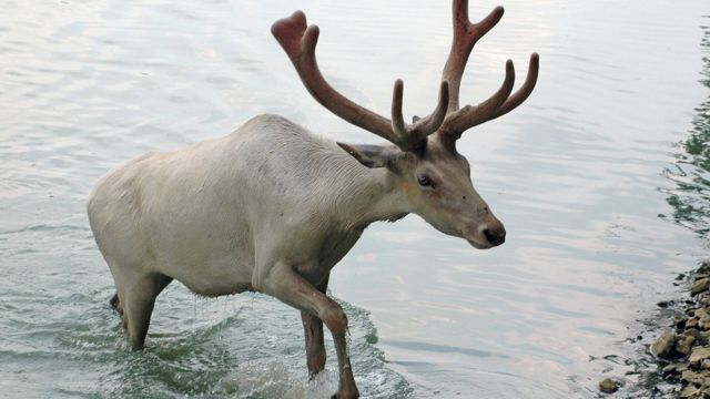 Reindeer