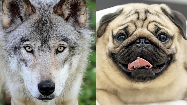 Wolf